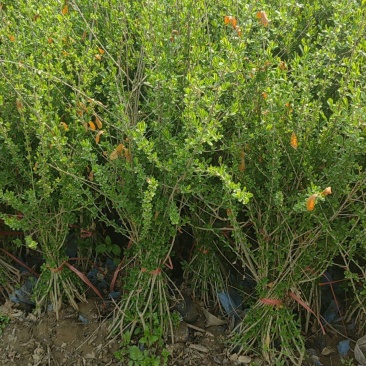 水蜡苗60公分水蜡假植水蜡苗水蜡小苗丛生水蜡苗各100万