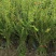水蜡苗60公分水蜡假植水蜡苗水蜡小苗丛生水蜡苗各100万