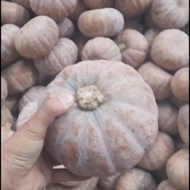 湖北咸宁市嘉鱼县大量盘龙204南瓜，有猪吃南瓜质量有保证