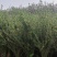 水蜡苗60公分水蜡假植水蜡苗水蜡小苗丛生水蜡苗各100万