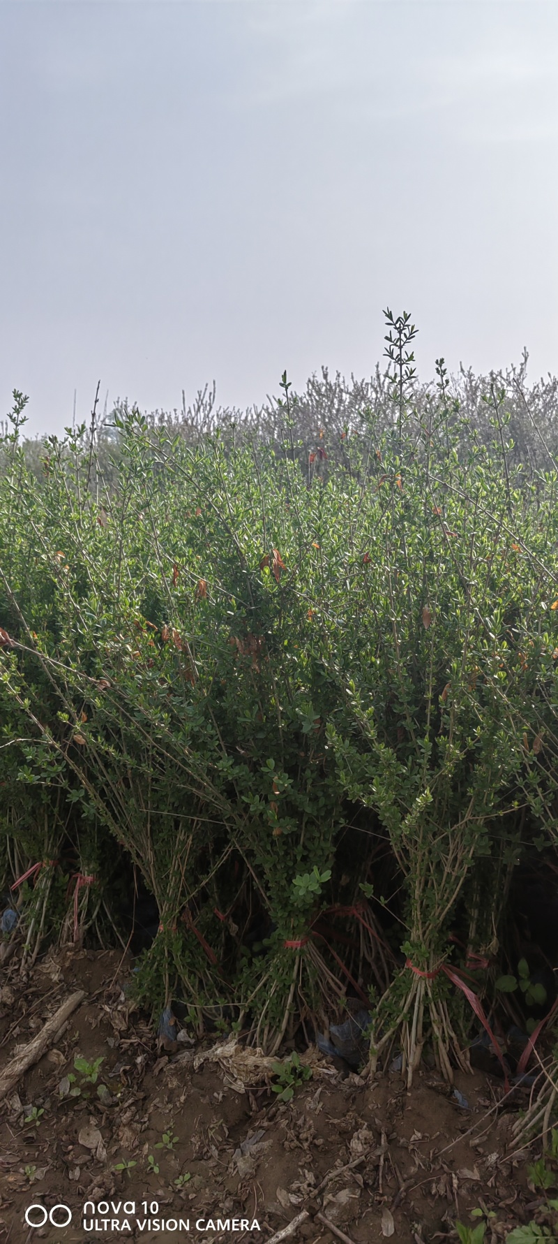 水蜡苗60公分水蜡假植水蜡苗水蜡小苗丛生水蜡苗各100万