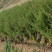水蜡苗60公分水蜡假植水蜡苗水蜡小苗丛生水蜡苗各100万