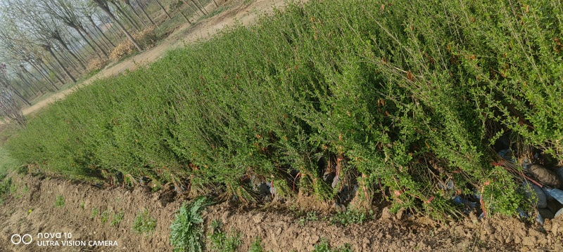 水蜡苗60公分水蜡假植水蜡苗水蜡小苗丛生水蜡苗各100万