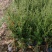 水蜡苗60公分水蜡假植水蜡苗水蜡小苗丛生水蜡苗各100万