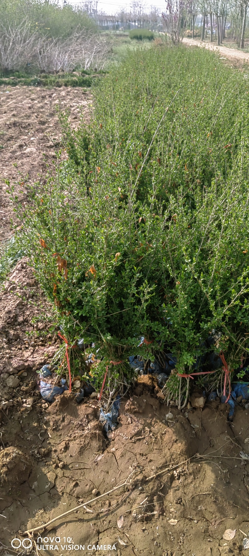 水蜡苗60公分水蜡假植水蜡苗水蜡小苗丛生水蜡苗各100万