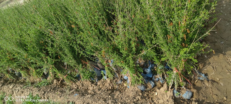 水蜡苗60公分水蜡假植水蜡苗水蜡小苗丛生水蜡苗各100万
