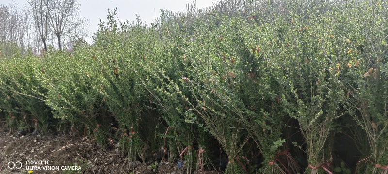 水蜡苗60公分水蜡假植水蜡苗水蜡小苗丛生水蜡苗各100万
