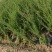 水蜡苗60公分水蜡假植水蜡苗水蜡小苗丛生水蜡苗各100万