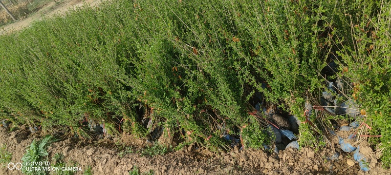 水蜡苗60公分水蜡假植水蜡苗水蜡小苗丛生水蜡苗各100万