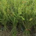水蜡苗60公分水蜡假植水蜡苗水蜡小苗丛生水蜡苗各100万
