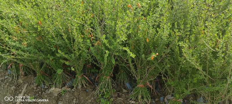水蜡苗60公分水蜡假植水蜡苗水蜡小苗丛生水蜡苗各100万