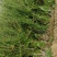 水蜡苗60公分水蜡假植水蜡苗水蜡小苗丛生水蜡苗各100万