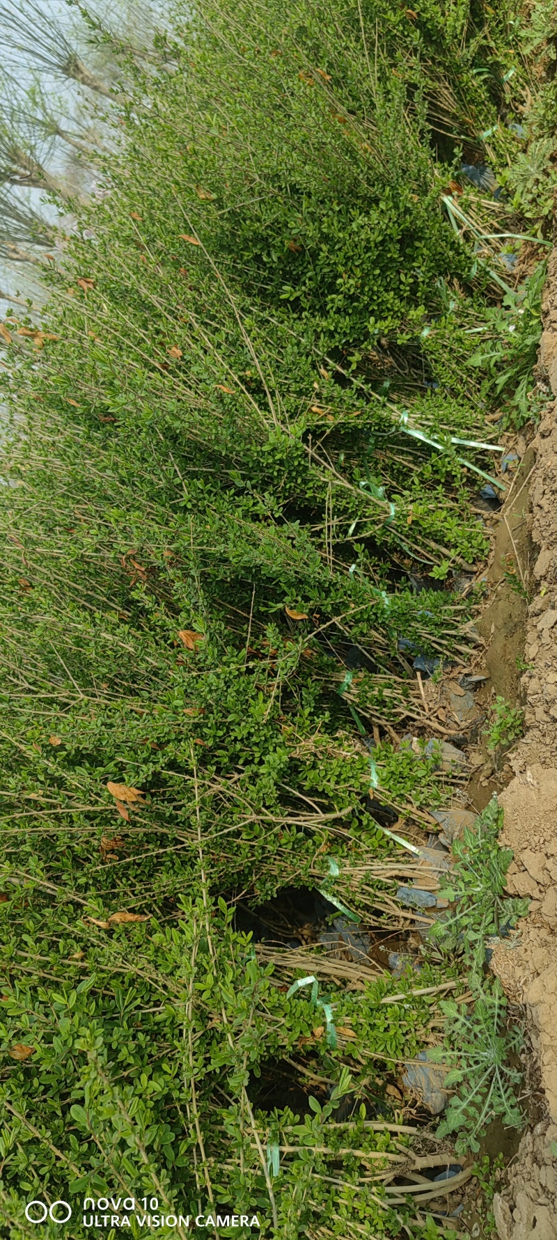 水蜡苗60公分水蜡假植水蜡苗水蜡小苗丛生水蜡苗各100万