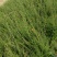 水蜡苗60公分水蜡假植水蜡苗水蜡小苗丛生水蜡苗各100万