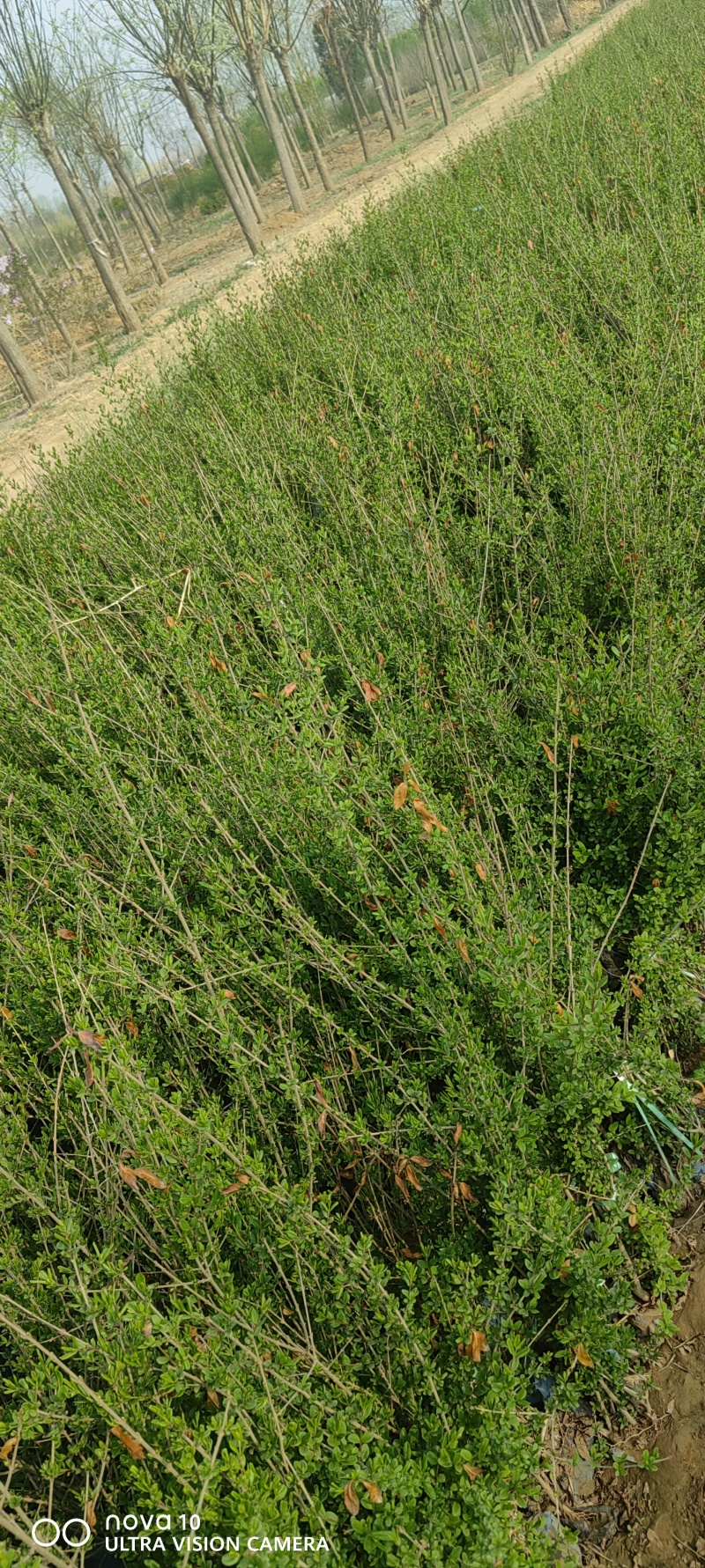 水蜡苗60公分水蜡假植水蜡苗水蜡小苗丛生水蜡苗各100万