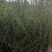 水蜡苗60公分水蜡假植水蜡苗水蜡小苗丛生水蜡苗各100万