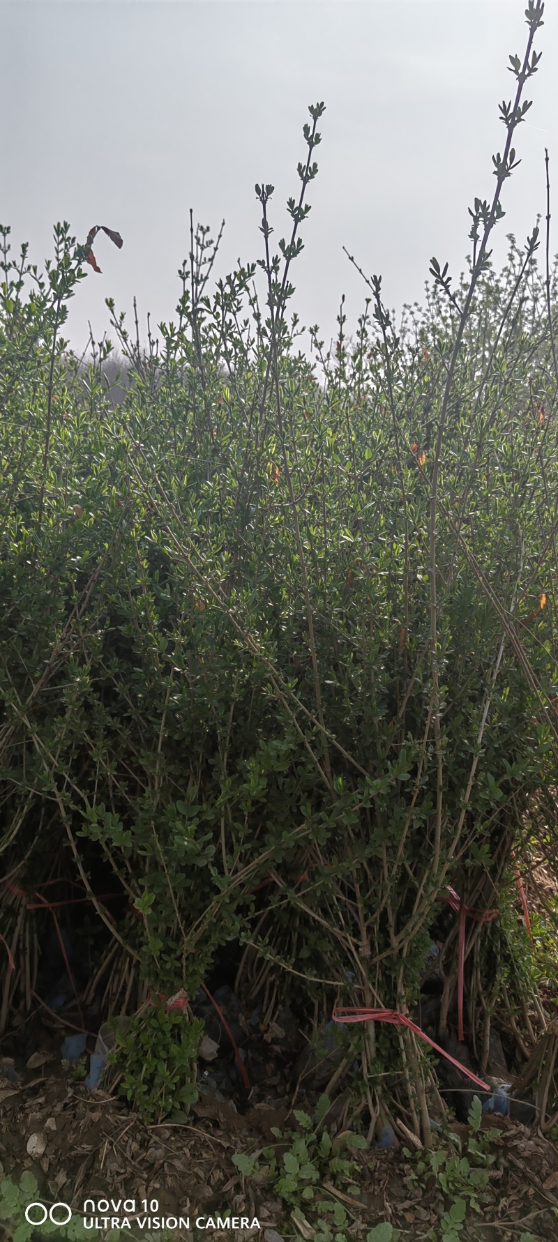 水蜡苗60公分水蜡假植水蜡苗水蜡小苗丛生水蜡苗各100万