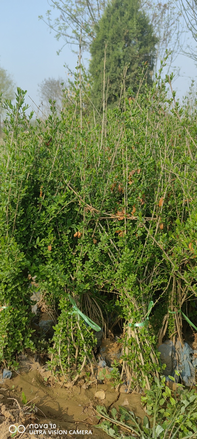 水蜡苗60公分水蜡假植水蜡苗水蜡小苗丛生水蜡苗各100万