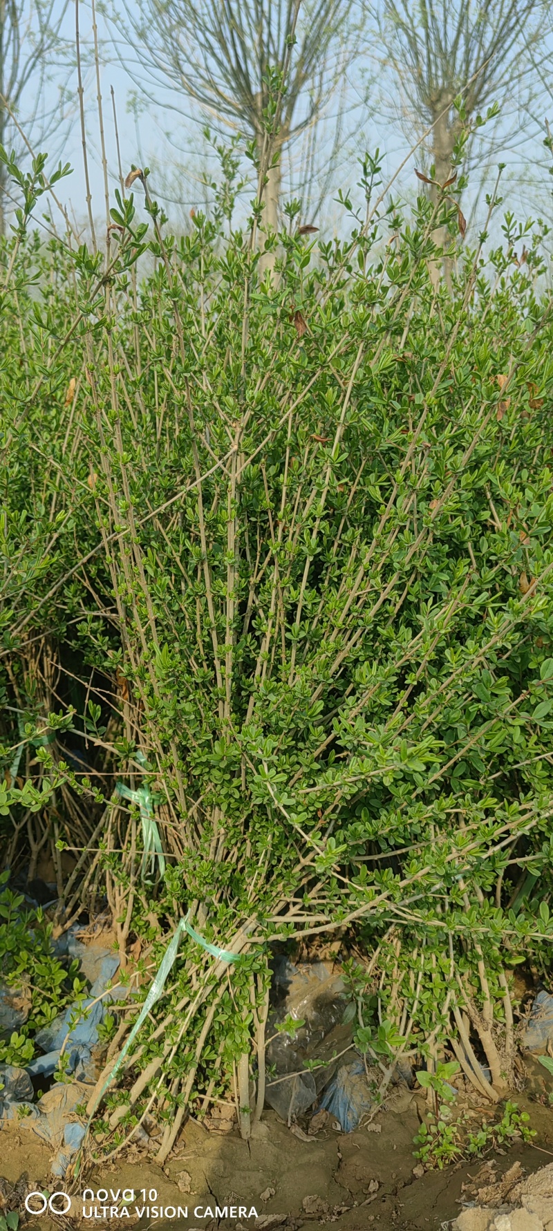 水蜡苗60公分水蜡假植水蜡苗水蜡小苗丛生水蜡苗各100万