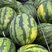甜王西瓜，大棚种植产地直供，代发全国，一手货源，以质量求
