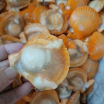 半壳黄金扇贝黄金贝粉丝贝