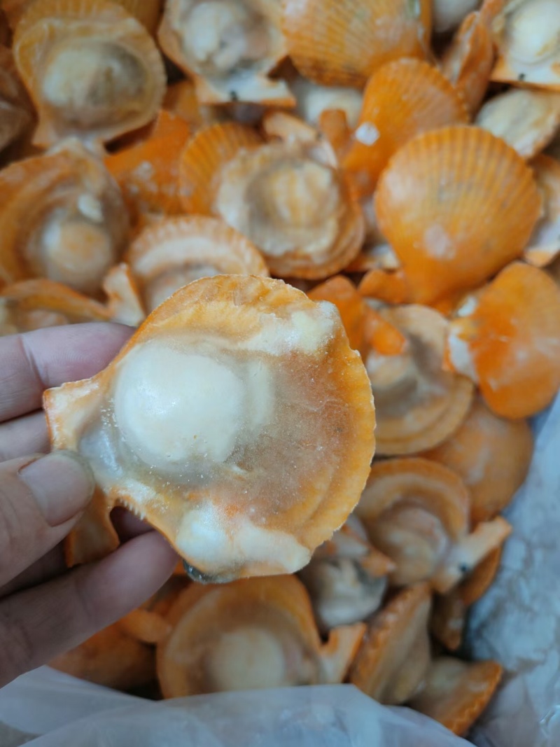 半壳黄金扇贝黄金贝粉丝贝