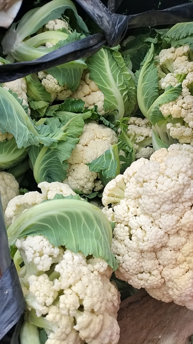 新鲜白花菜上市