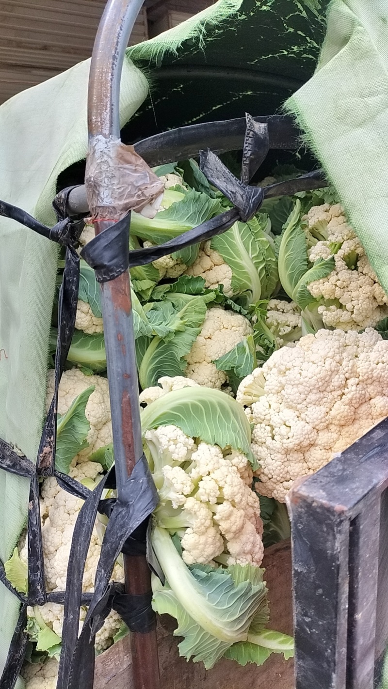 新鲜白花菜上市