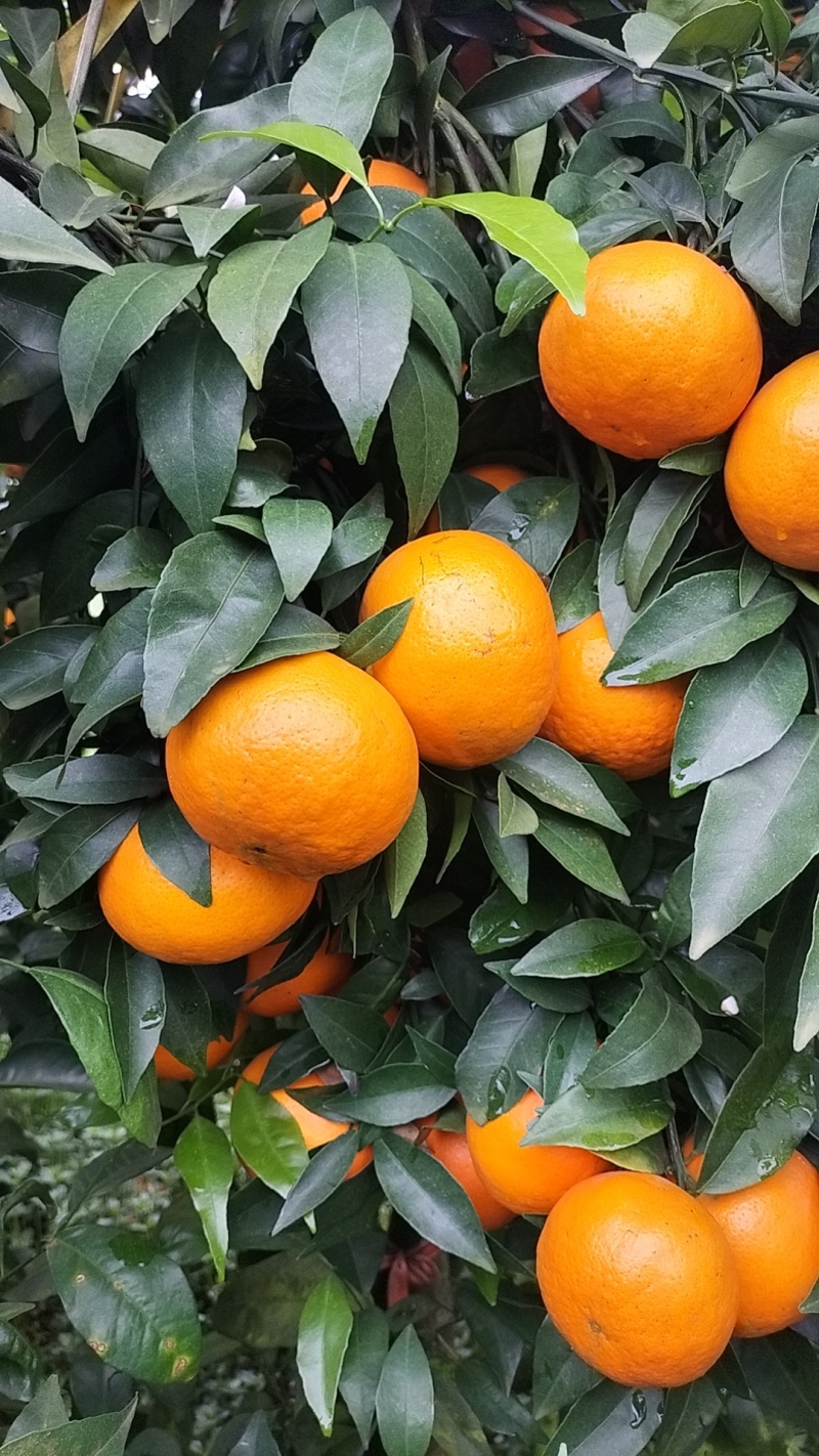 沃柑