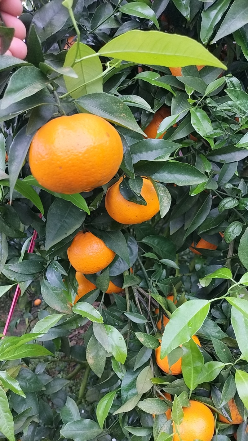 沃柑