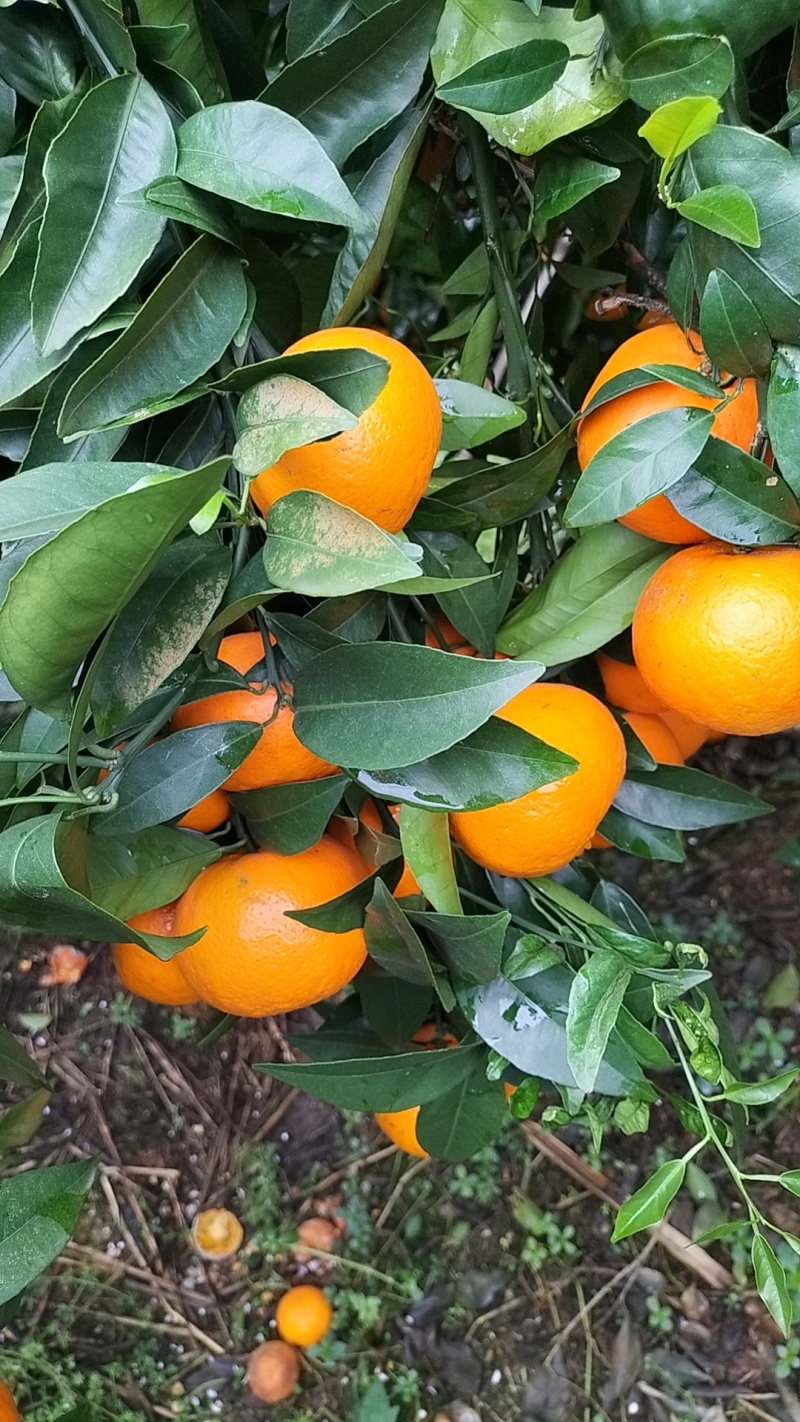 沃柑