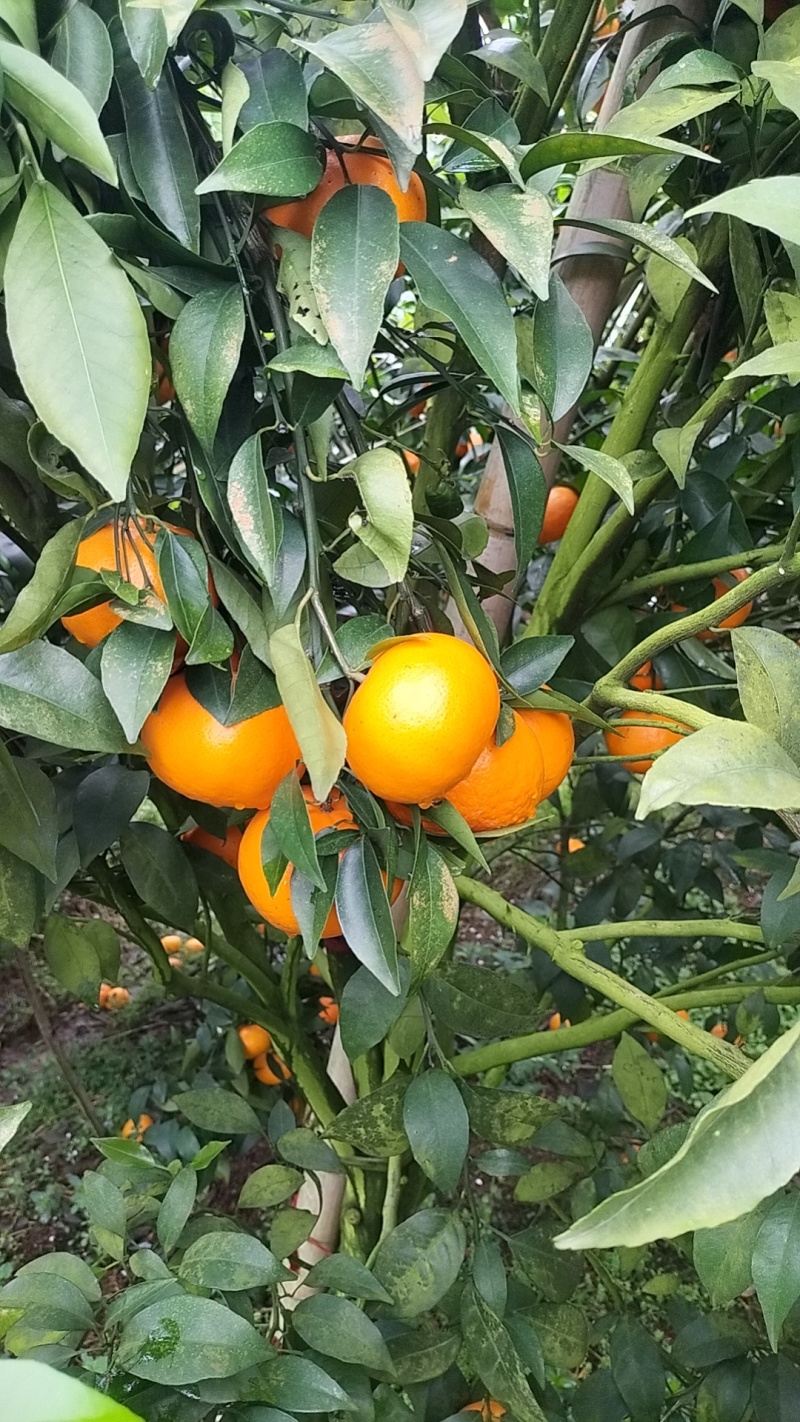 沃柑