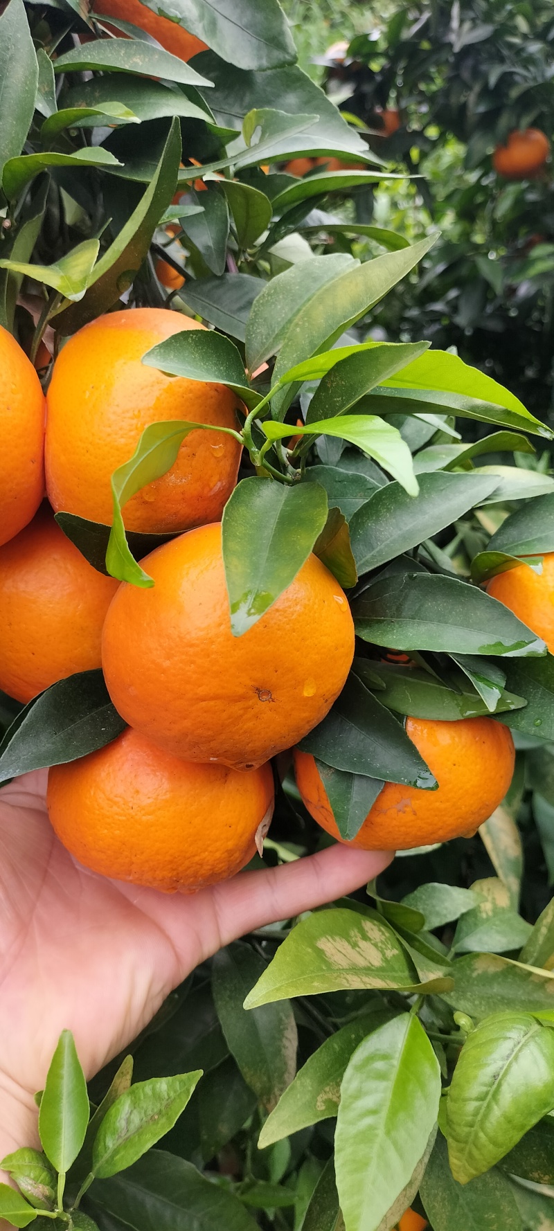 沃柑