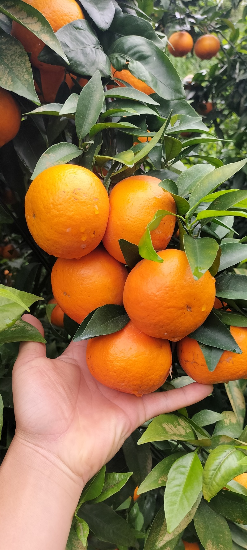 沃柑