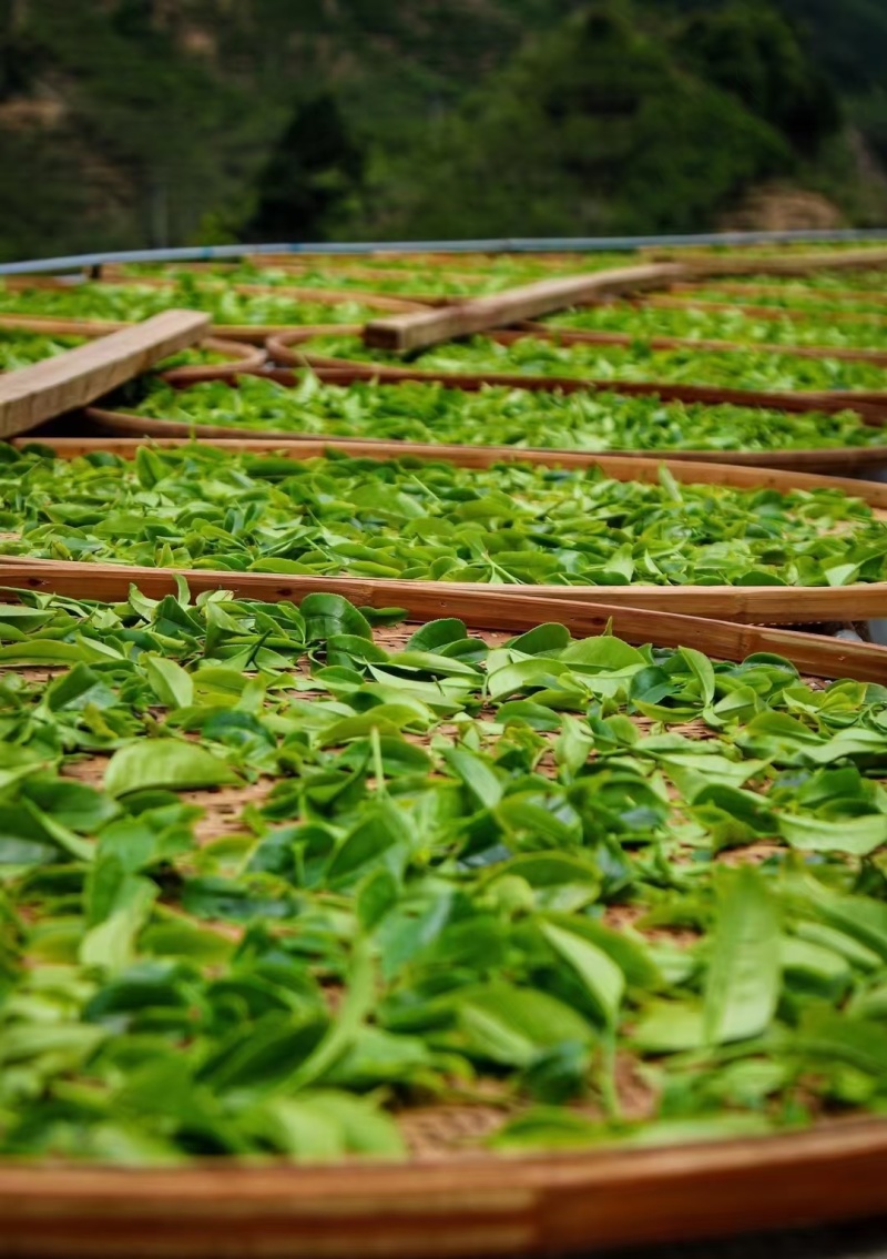 抽湿茶鸭屎香单丛茶潮州凤凰单丛茶抽湿单丛茶生茶绿茶单丛茶