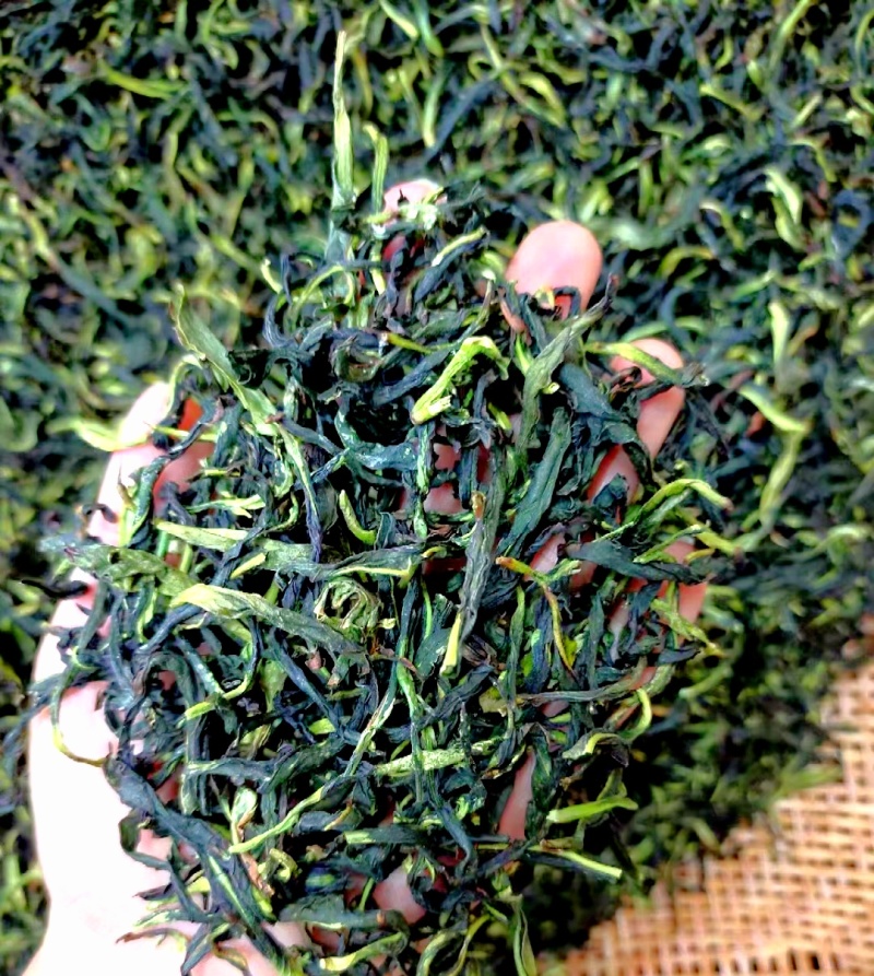 抽湿茶鸭屎香单丛茶潮州凤凰单丛茶抽湿单丛茶生茶绿茶单丛茶