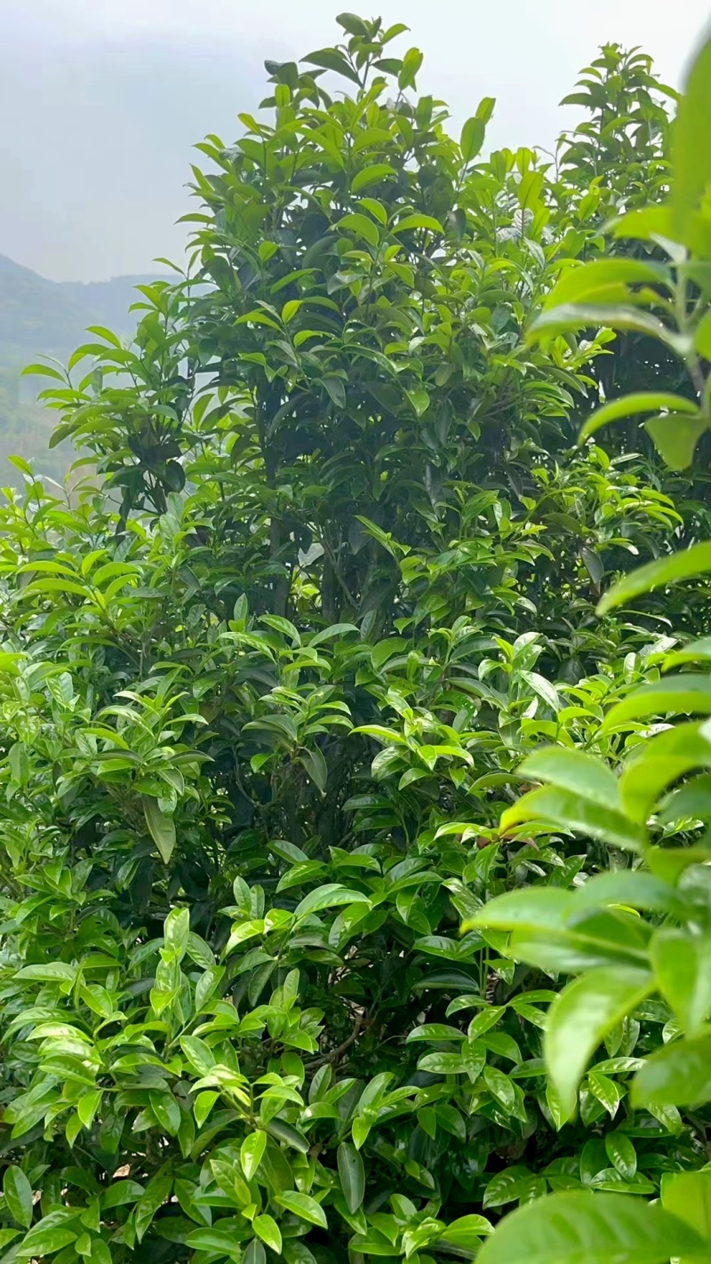 抽湿茶鸭屎香单丛茶潮州凤凰单丛茶抽湿单丛茶生茶绿茶单丛茶