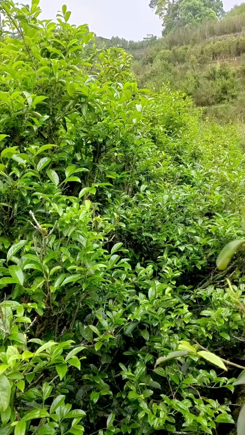 抽湿茶鸭屎香单丛茶潮州凤凰单丛茶抽湿单丛茶生茶绿茶单丛茶