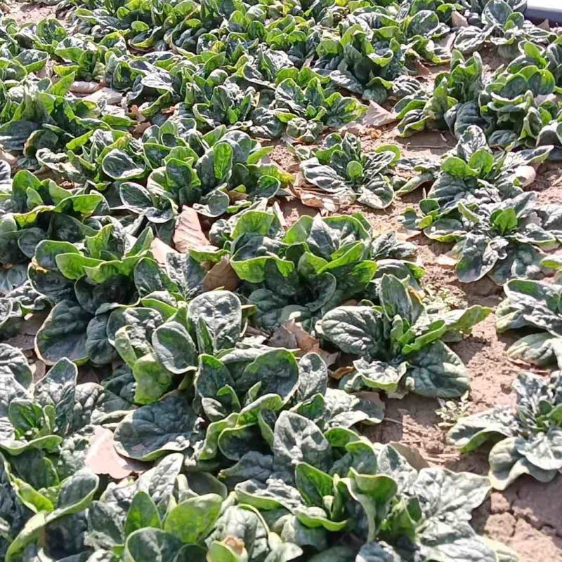 趴地精品菠菜价格优惠大量出售