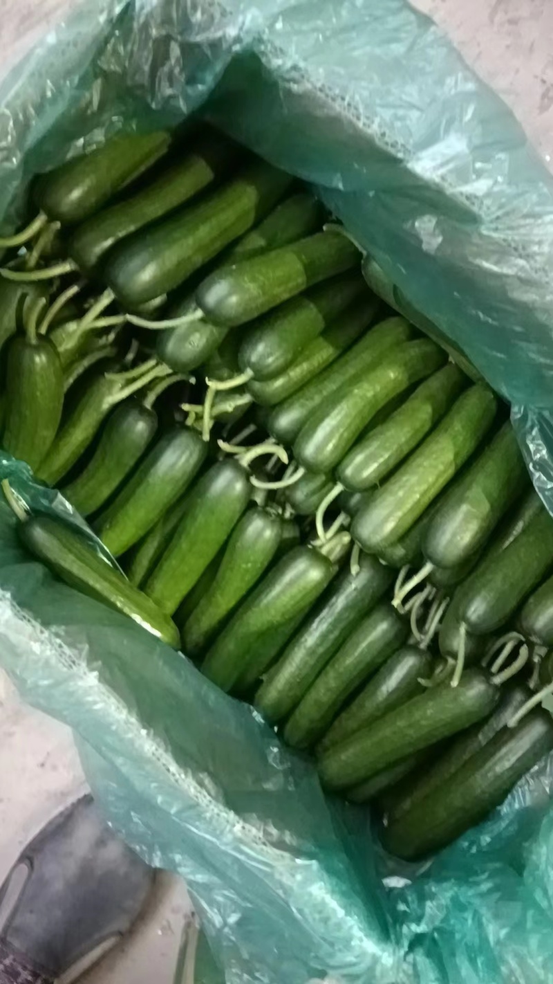 【精品水果黄瓜】山东菏水果黄瓜顶花带刺头茬黄瓜现摘现