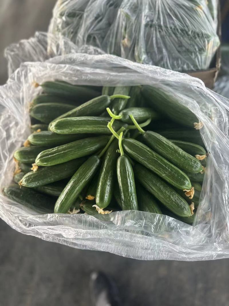 水果黄瓜大量供应产地批发一手货源量大从优