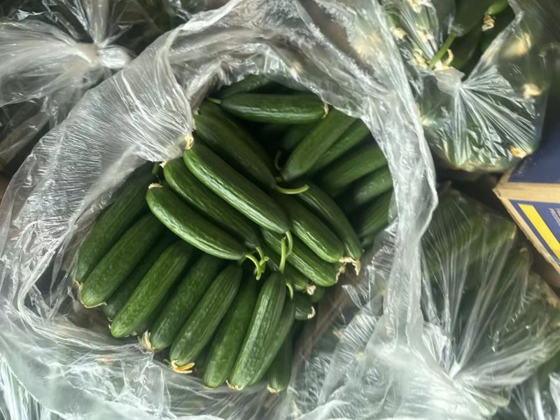 水果黄瓜大量供应产地批发一手货源量大从优