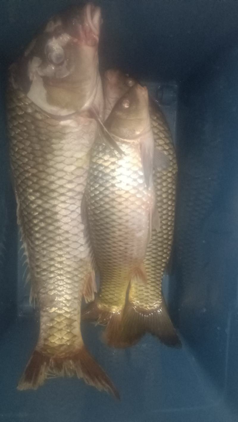 鲤鱼