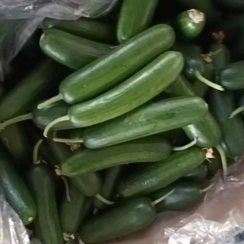大量水果黄瓜上市产地批发基地考察视频看货品质保证
