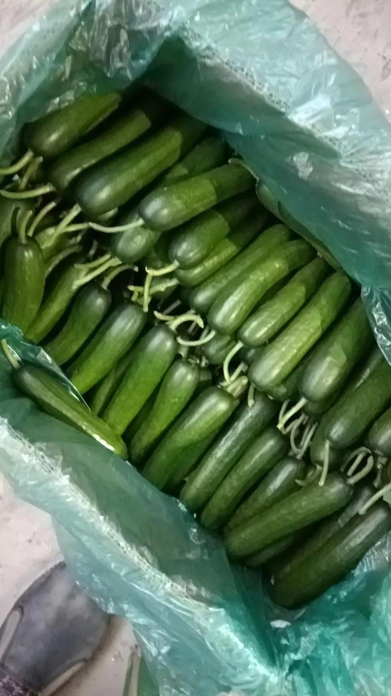 大量水果黄瓜上市产地批发基地考察视频看货品质保证