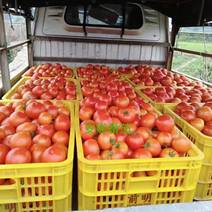 安娜番茄最新引进进口无限生长型大红果苹果型果特硬