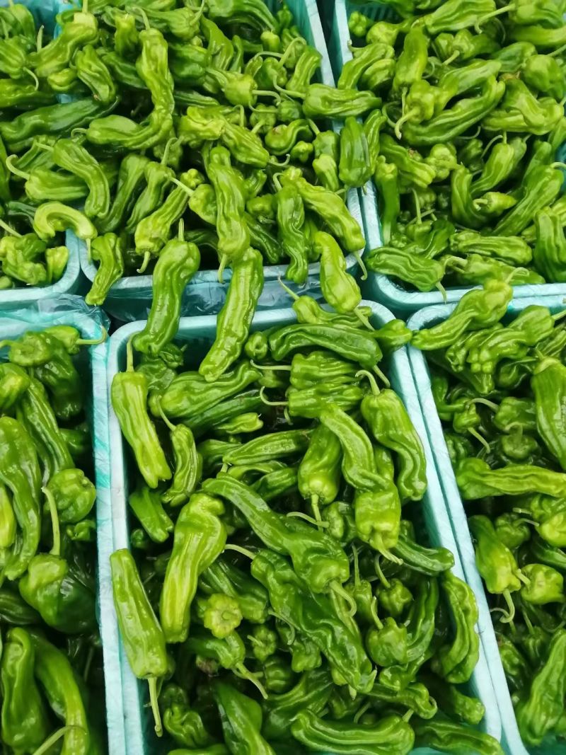 薄皮椒邹皮椒安徽鲜辣椒承接商超社团代收代发代加工