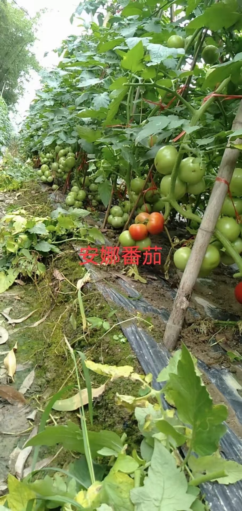 安娜番茄最新引进进口无限生长型大红果苹果型果特硬