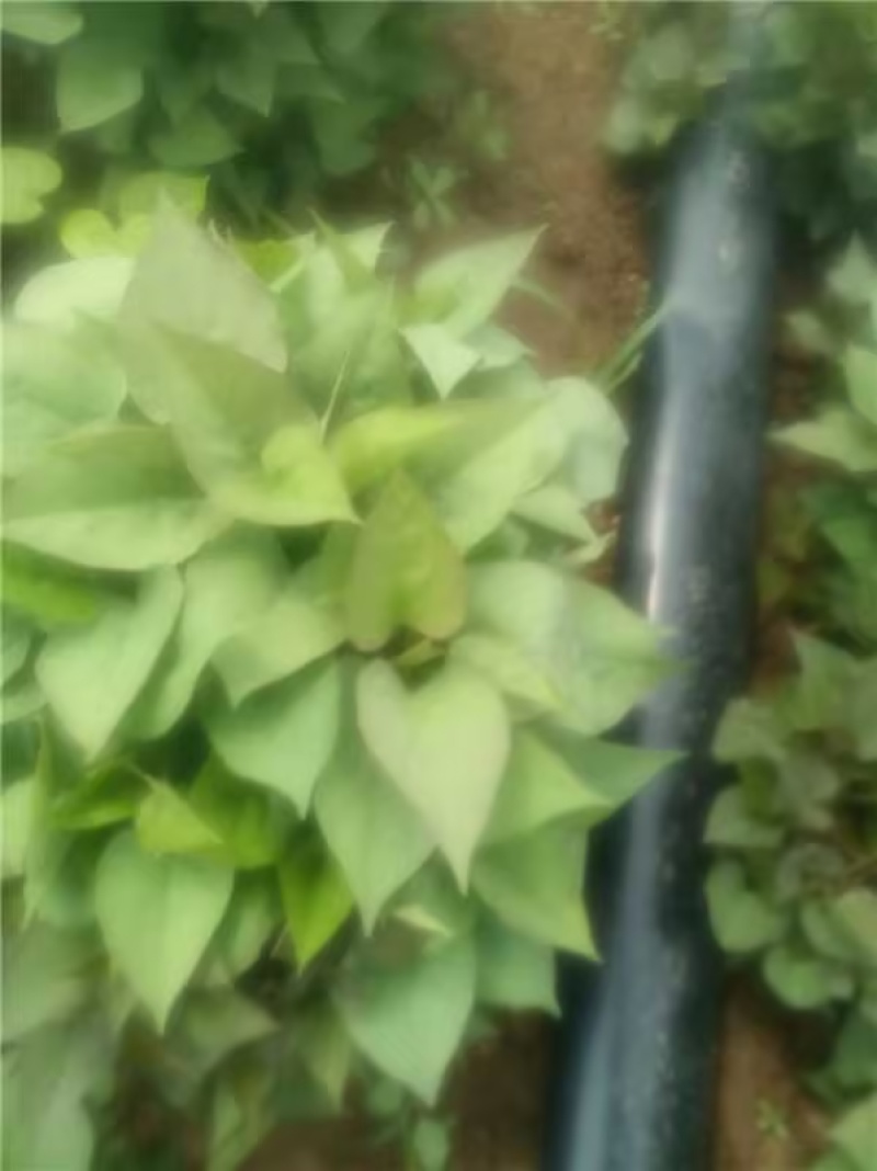 精品蜜薯红薯苗商薯/西货源充足量大从优质量保证欢迎咨询