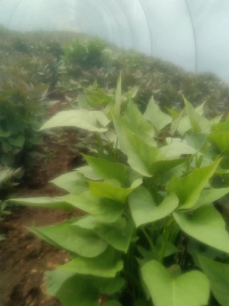 精品蜜薯红薯苗商薯/西货源充足量大从优质量保证欢迎咨询